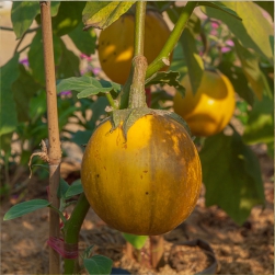 Solanum%20xanthocarpum